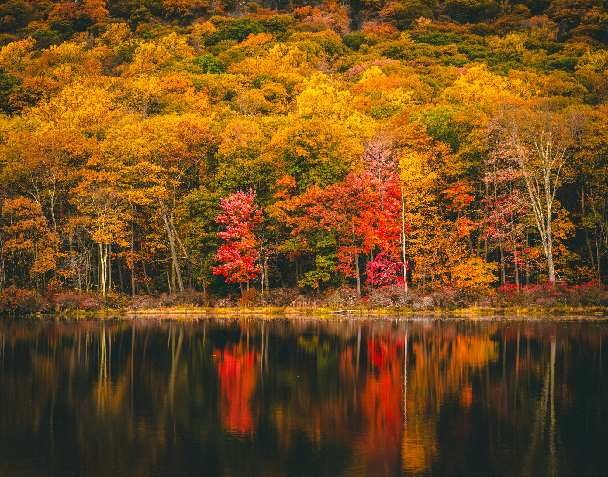Autumn foliage reflected in lake